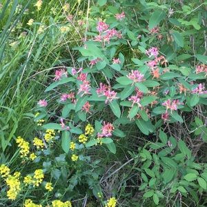 Meet your Posher, Lani